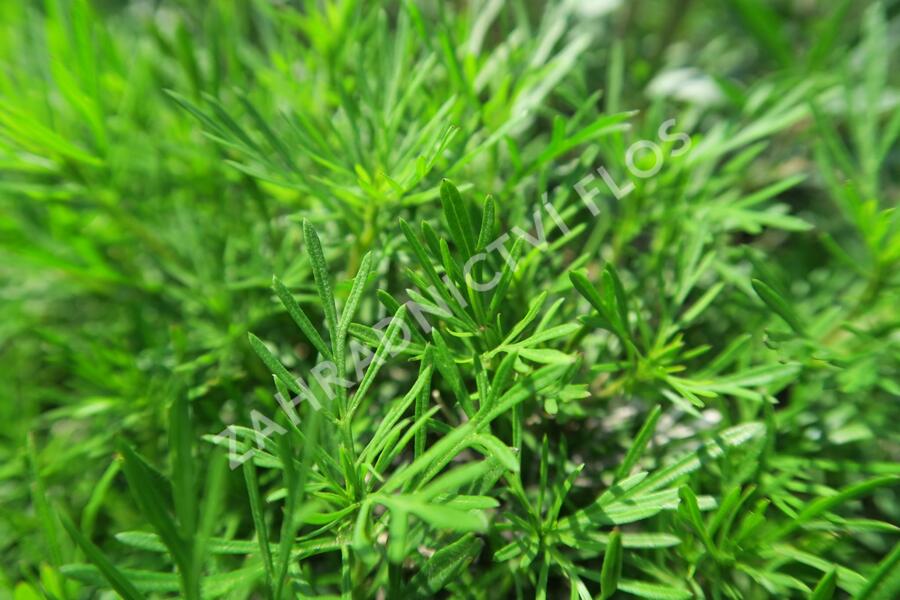 Aksamitník, nepravá lékořice 'Salmi' - Tagetes filifolia 'Salmi'
