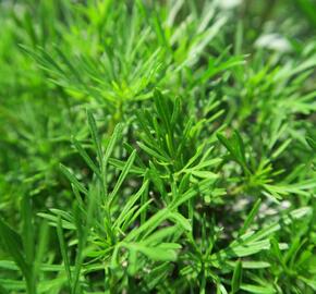 Aksamitník, nepravá lékořice 'Salmi' - Tagetes filifolia 'Salmi'