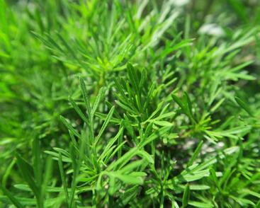 Aksamitník, nepravá lékořice 'Salmi'