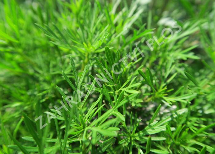 Aksamitník, nepravá lékořice 'Salmi' - Tagetes filifolia 'Salmi'