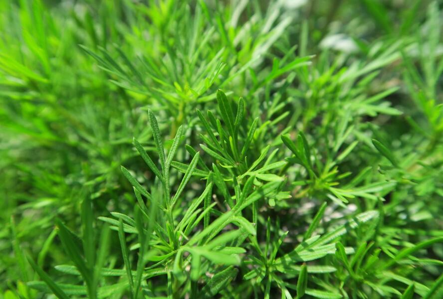 Aksamitník, nepravá lékořice 'Salmi' - Tagetes filifolia 'Salmi'