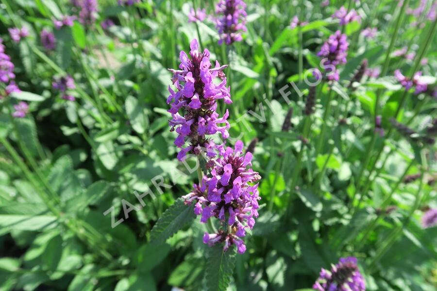 Bukvice lékařská - Stachys (Betonica) officinalis