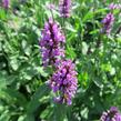 Bukvice lékařská - Stachys (Betonica) officinalis