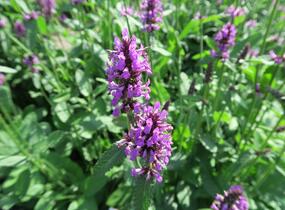 Čistec, bukvice lékařská - Stachys (Betonica) officinalis