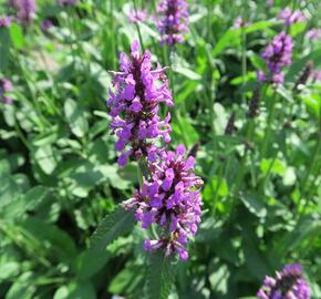 Bukvice lékařská - Stachys (Betonica) officinalis