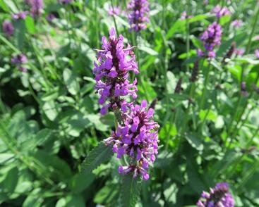 Čistec, bukvice lékařská