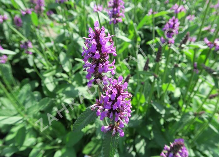 Bukvice lékařská - Stachys officinalis