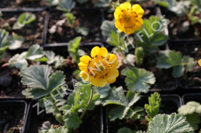 Kuklík horský 'Diana' - Geum montanum 'Diana'