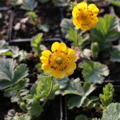 Kuklík horský 'Diana' - Geum montanum 'Diana'