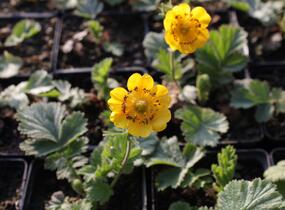 Kuklík horský 'Diana' - Geum montanum 'Diana'