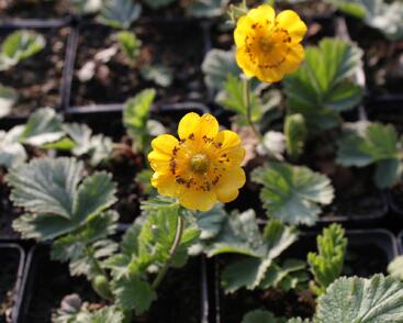 Kuklík horský 'Diana'