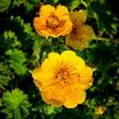 Kuklík horský 'Diana' - Geum montanum 'Diana'