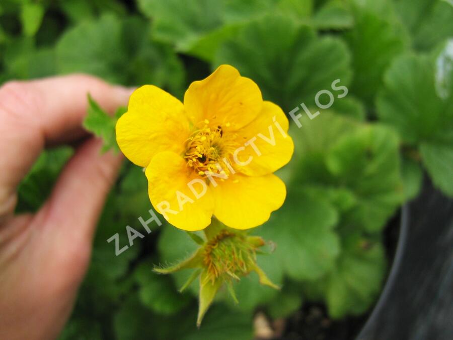 Kuklík horský 'Diana' - Geum montanum 'Diana'