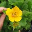 Kuklík horský 'Diana' - Geum montanum 'Diana'