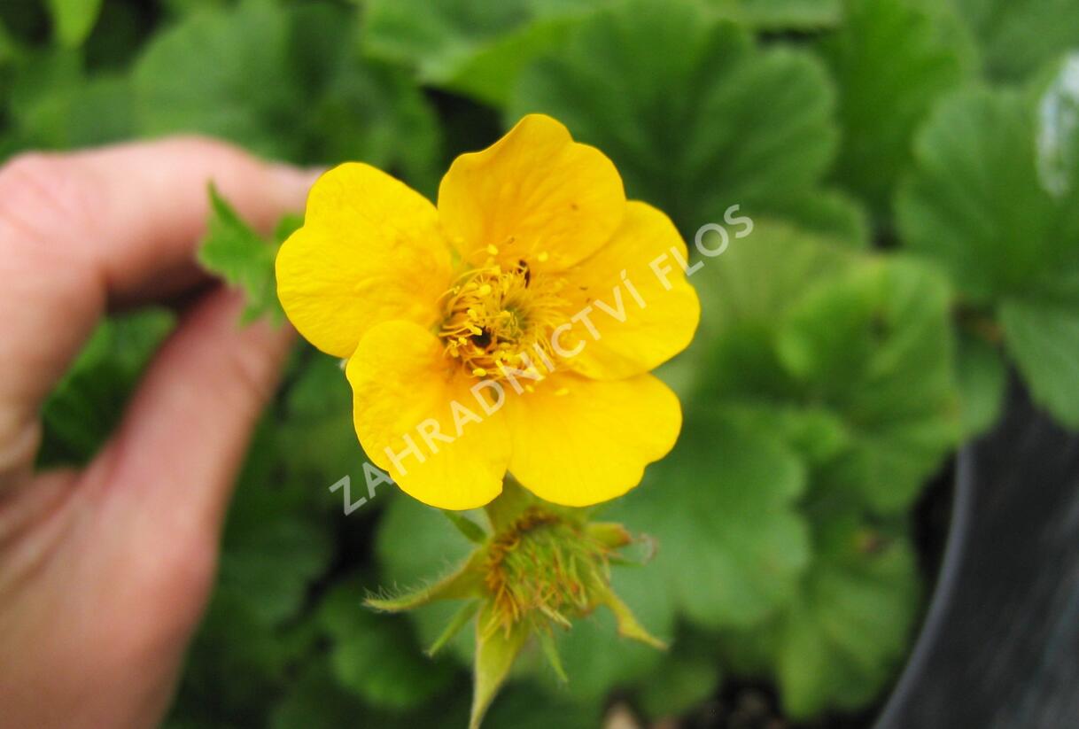 Kuklík horský 'Diana' - Geum montanum 'Diana'