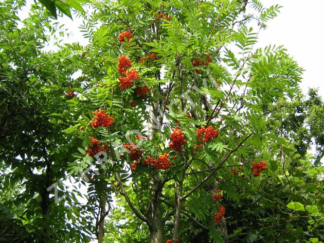 Jeřáb ptačí, jeřabina 'Edulis' - Sorbus aucuparia 'Edulis'