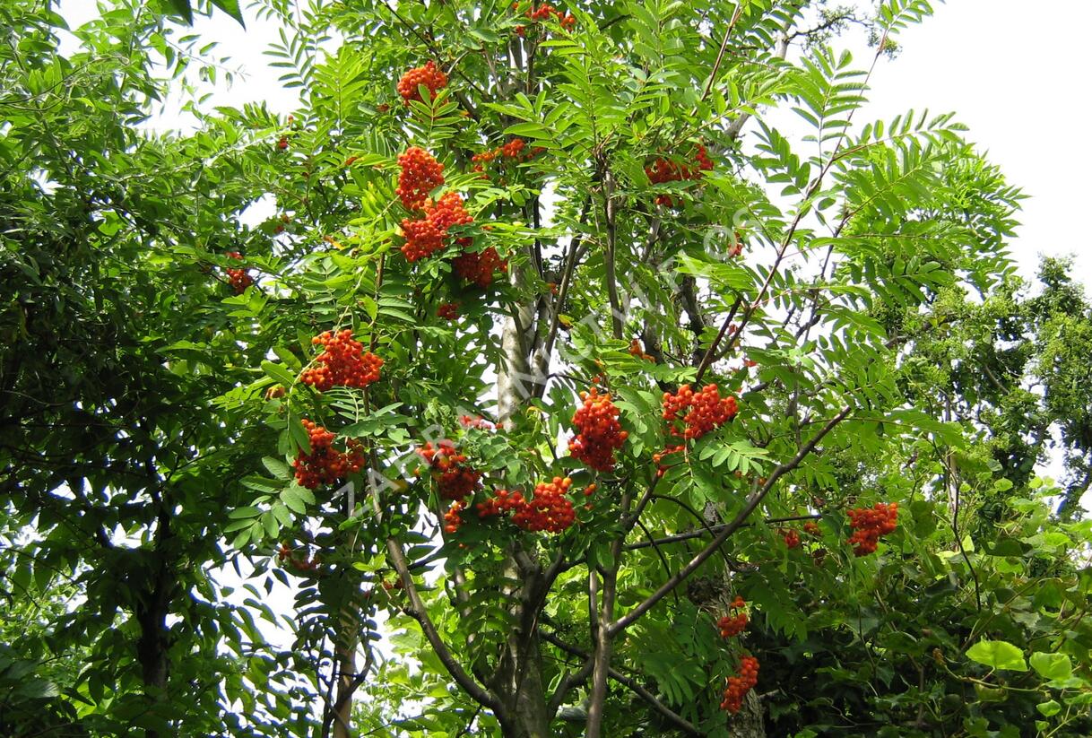 Jeřáb ptačí, jeřabina 'Edulis' - Sorbus aucuparia 'Edulis'
