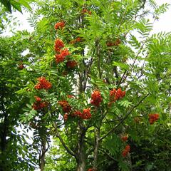 Jeřáb ptačí, jeřabina 'Edulis' - Sorbus aucuparia 'Edulis'