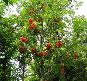 Jeřáb ptačí, jeřabina 'Edulis' - Sorbus aucuparia 'Edulis'