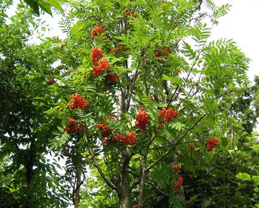 Jeřáb ptačí, jeřabina 'Edulis'