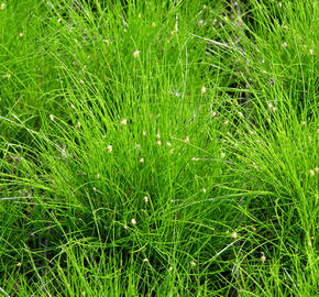 Bahnička jehlovitá - Eleocharis acicularis