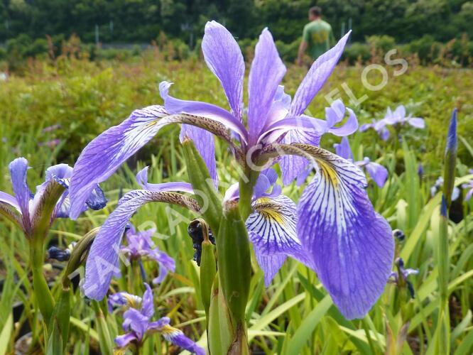 Kosatec různobarevný - Iris versicolor