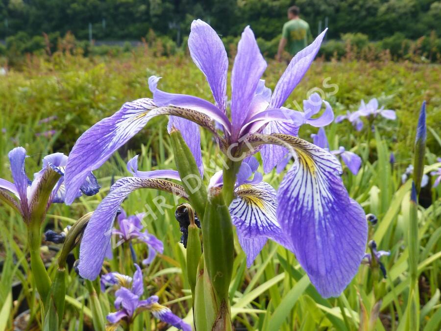 Kosatec různobarevný - Iris versicolor