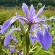 Kosatec různobarevný - Iris versicolor