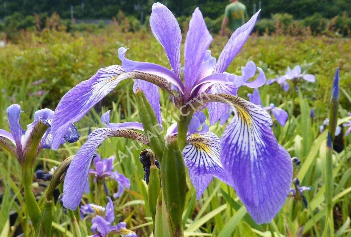 Kosatec různobarevný - Iris versicolor