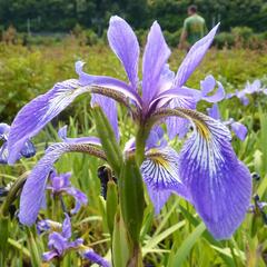 Kosatec různobarevný - Iris versicolor