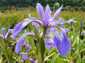Kosatec různobarevný - Iris versicolor