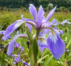 Kosatec různobarevný - Iris versicolor