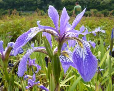 Kosatec různobarevný