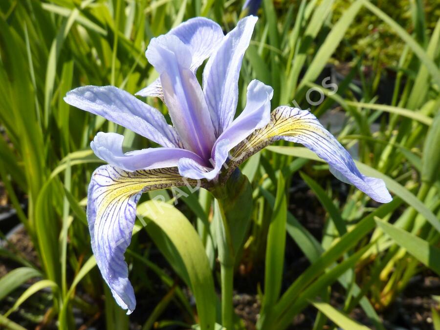 Kosatec různobarevný - Iris versicolor