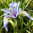 Kosatec různobarevný - Iris versicolor