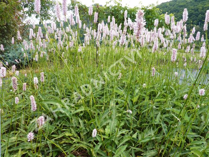 Rdesno hadí kořen 'Angustifolia' - Bistorta officinalis 'Angustifolia'