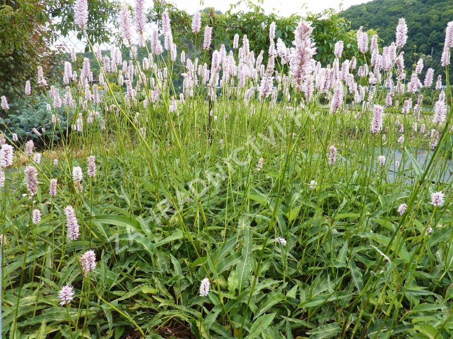 Rdesno hadí kořen 'Angustifolia' - Bistorta officinalis 'Angustifolia'