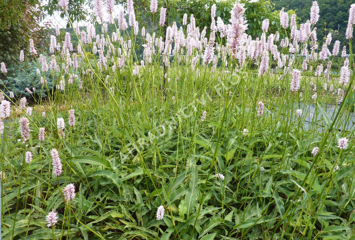 Rdesno hadí kořen 'Angustifolia' - Bistorta officinalis 'Angustifolia'