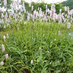 Rdesno hadí kořen 'Angustifolia' - Bistorta officinalis 'Angustifolia'