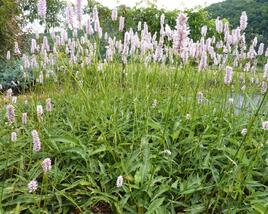 Rdesno hadí kořen 'Angustifolia'