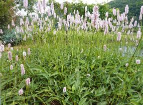 Rdesno hadí kořen 'Angustifolia' - Bistorta officinalis 'Angustifolia'