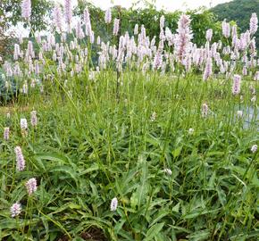 Rdesno hadí kořen 'Angustifolia' - Bistorta officinalis 'Angustifolia'