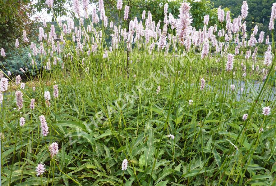 Rdesno hadí kořen 'Angustifolia' - Bistorta officinalis 'Angustifolia'