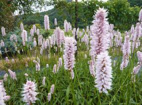 Rdesno hadí kořen 'Angustifolia' - Bistorta officinalis 'Angustifolia'