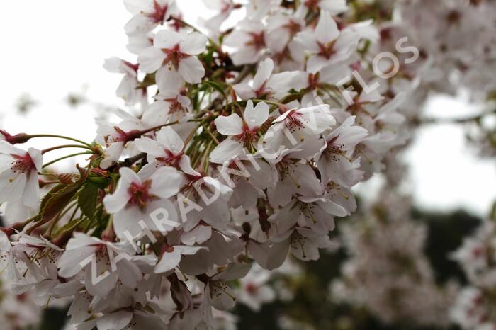 Višeň chloupkatá 'Pendula' - Prunus subhirtella 'Pendula'