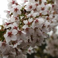 Višeň chloupkatá 'Pendula' - Prunus subhirtella 'Pendula'
