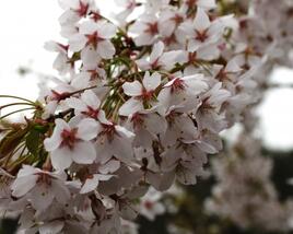 Višeň chloupkatá 'Pendula'