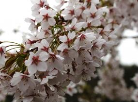 Višeň chloupkatá 'Pendula' - Prunus subhirtella 'Pendula'