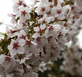 Višeň chloupkatá 'Pendula' - Prunus subhirtella 'Pendula'