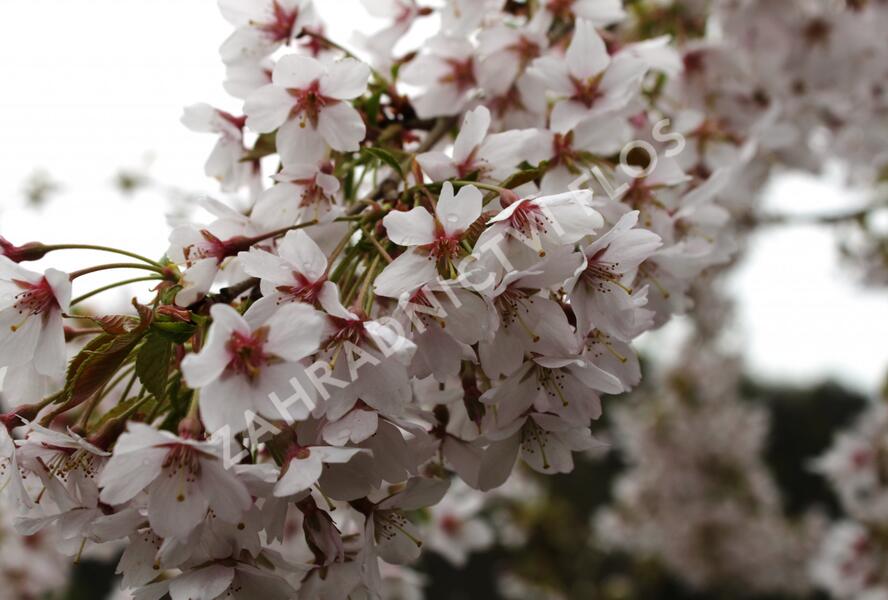 Višeň chloupkatá 'Pendula' - Prunus subhirtella 'Pendula'